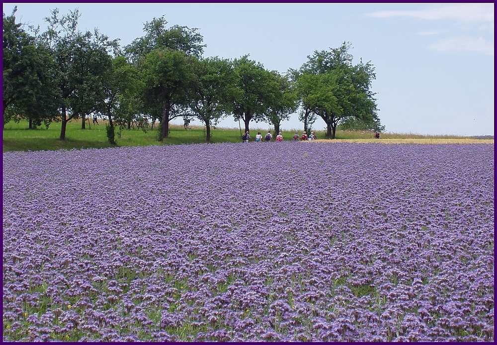 Es muß nicht immer Lavendel sein...