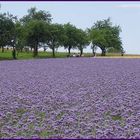 Es muß nicht immer Lavendel sein...