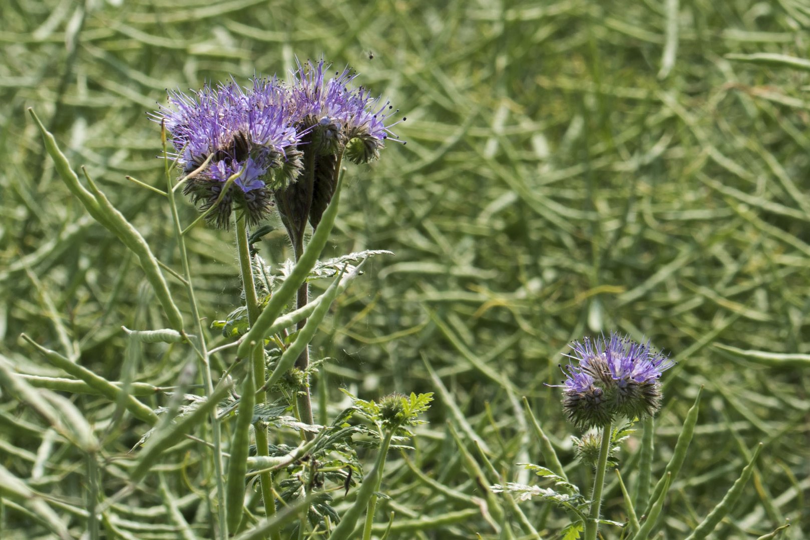 Es muss nicht immer Mohn sein (1)