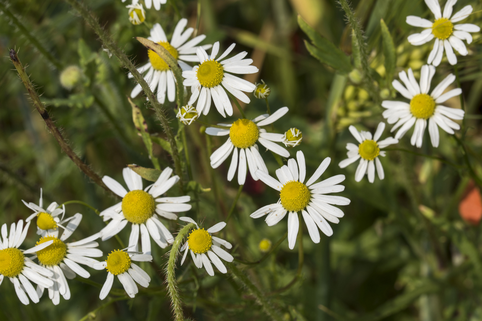 Es muss nicht immer Mohn sein (2)