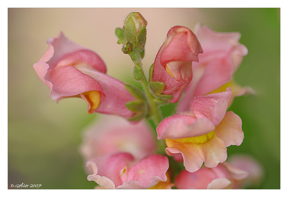 Es muß nicht immer Rose sein