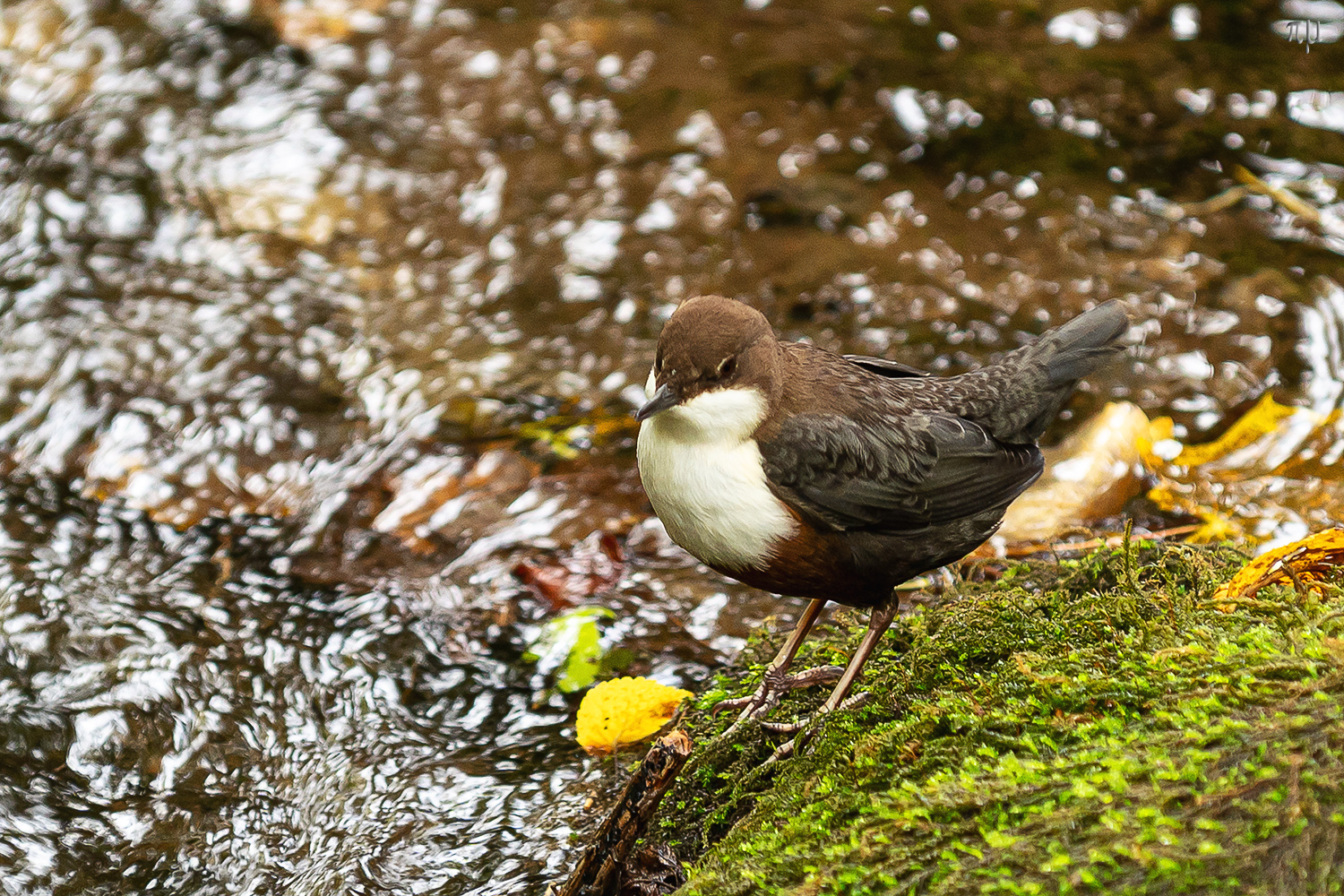 es muss nicht immer Wasser sein, ein Blättchen tuts auch