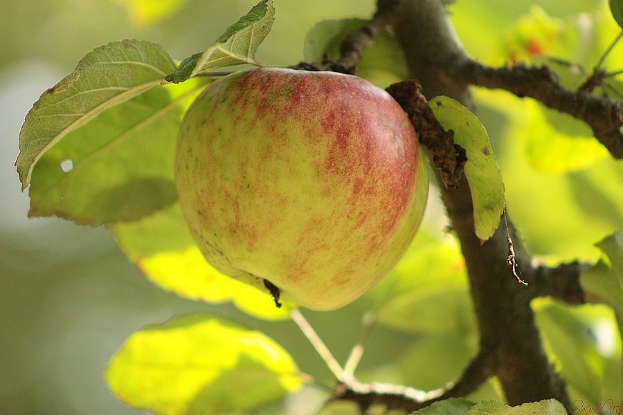 Es muß wohl Herbst sein...