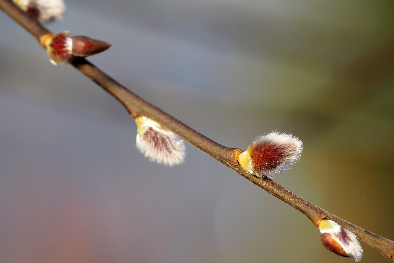 es naht der frühling