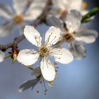 es öffnet sich .... Der Sonne entgegen