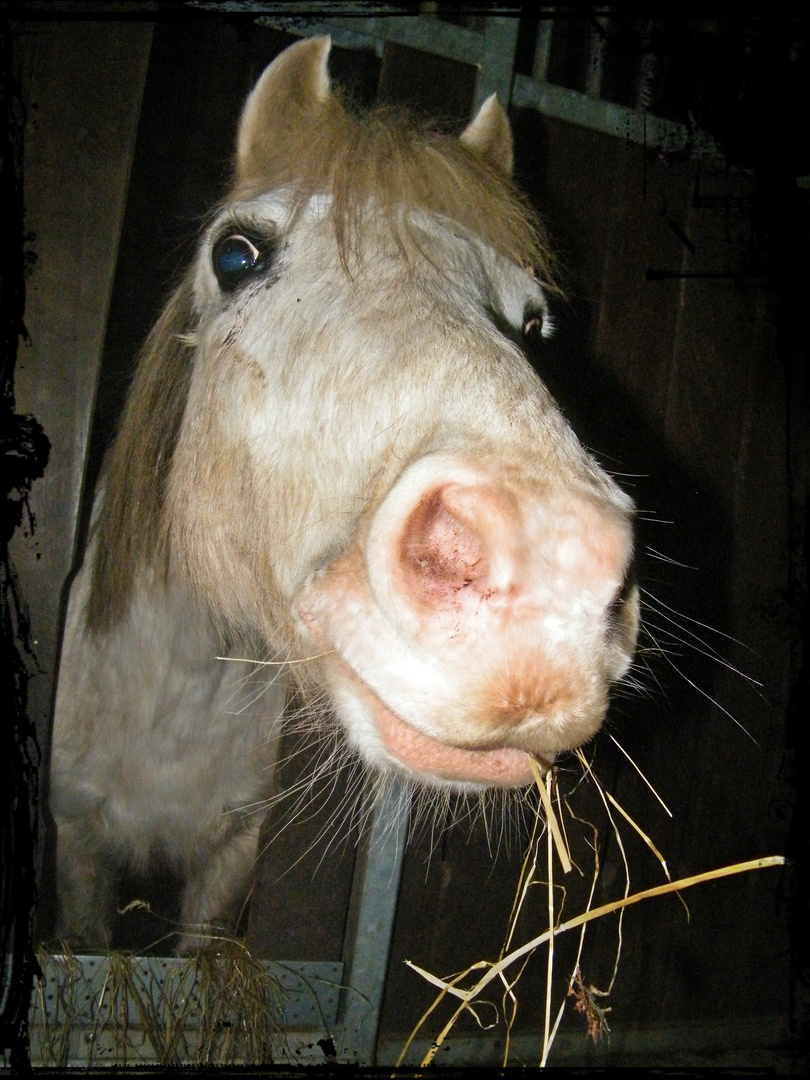 Es passen immer noch ein paar Halme in ein Pferd