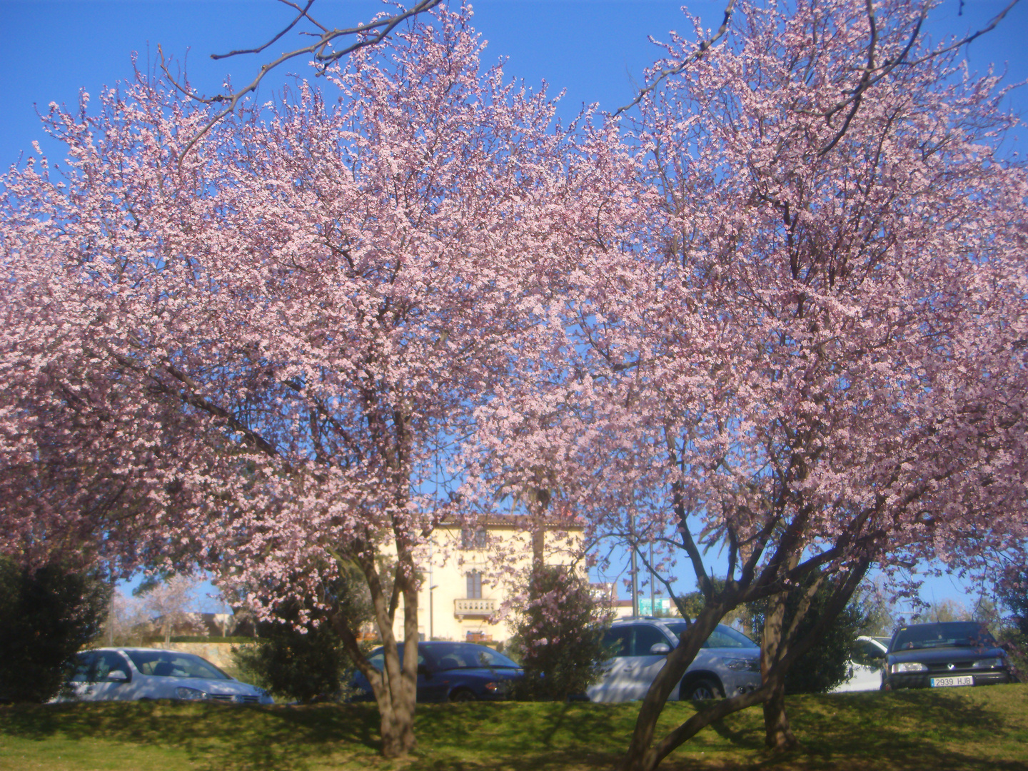 ES PRIMAVERA