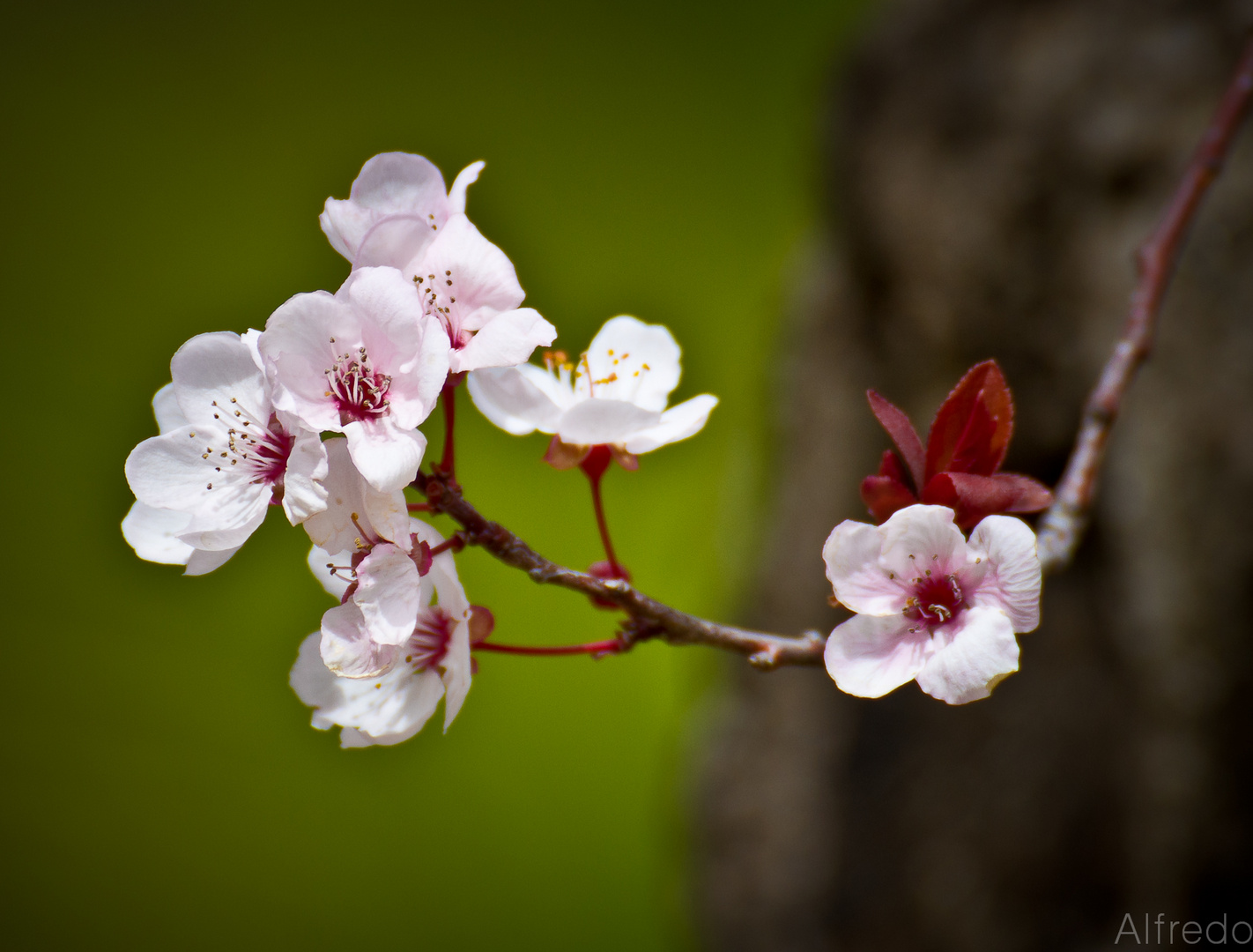 ES PRIMAVERA2