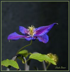 Es rankt sich in wunderbarem Blau in unserem Garten empor