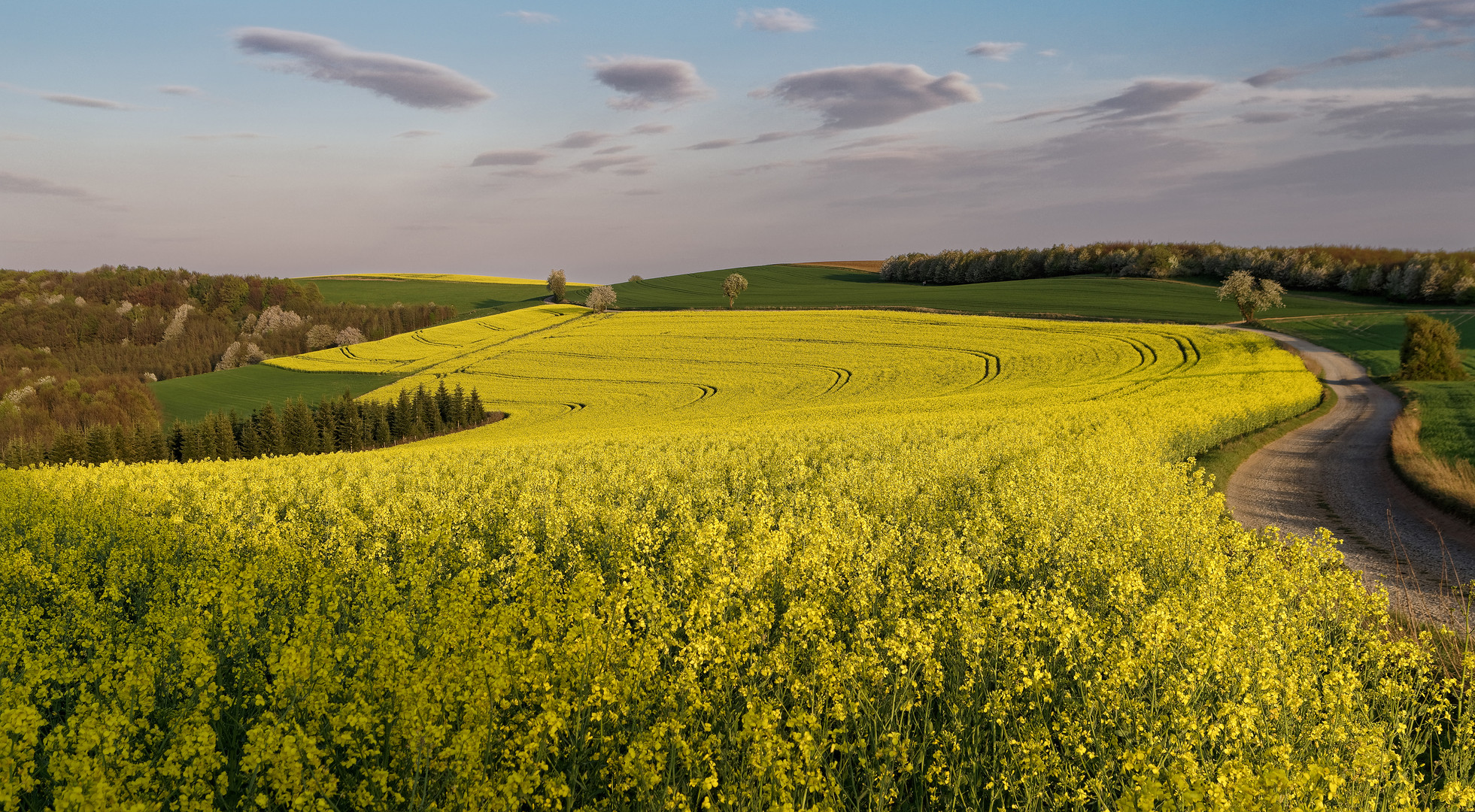 Es rapst im Pfälzer Bergland Foto &amp; Bild | frühling, felder, gelb ...