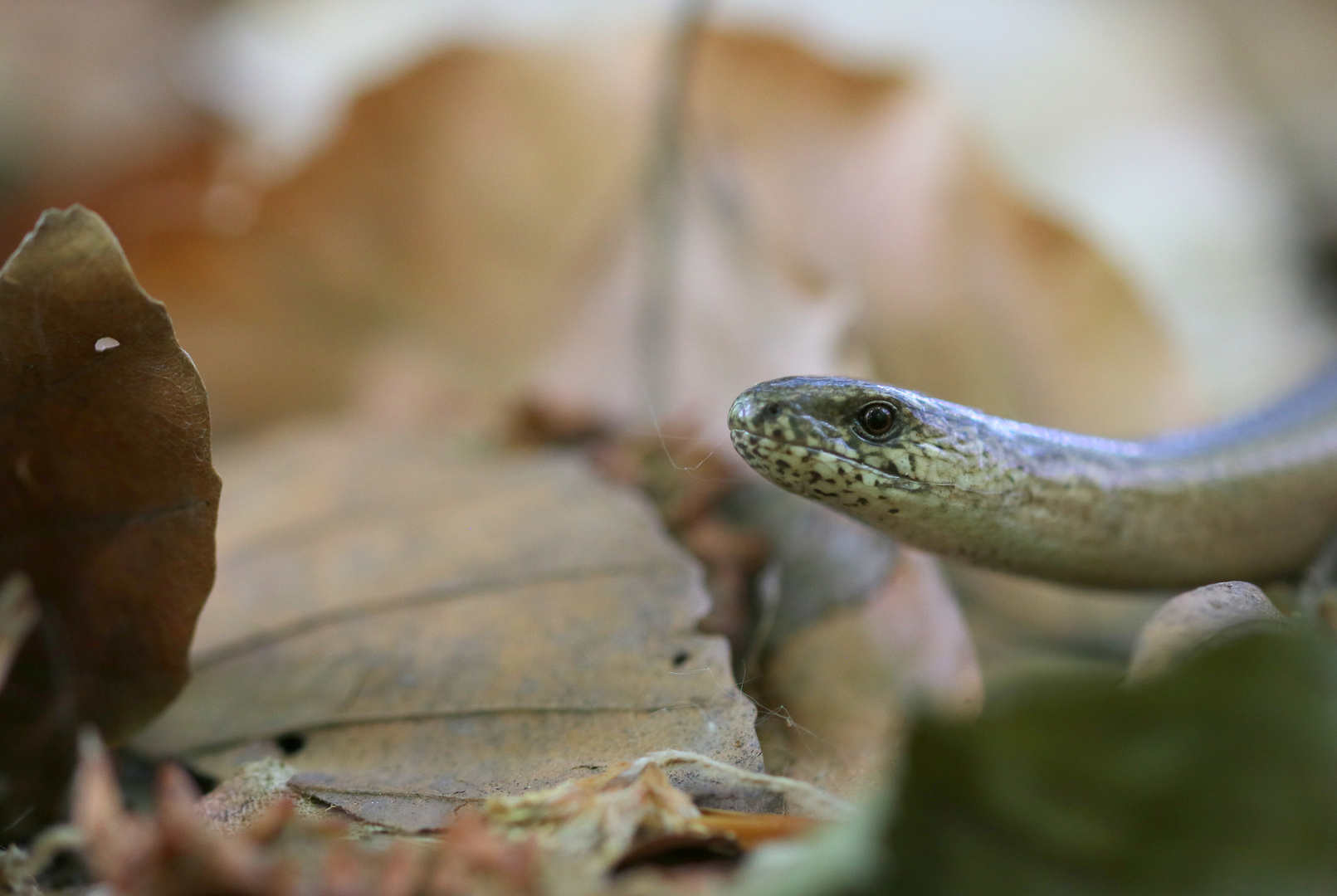 Es raschelte am Waldboden