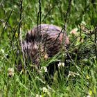 Es raschelte im Gras, aber das konnte keine Ente sein.......