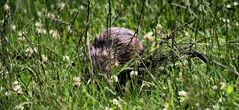 Es raschelte im Gras, aber das konnte keine Ente sein.......