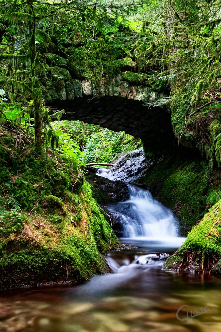 Es Rauscht im Wald