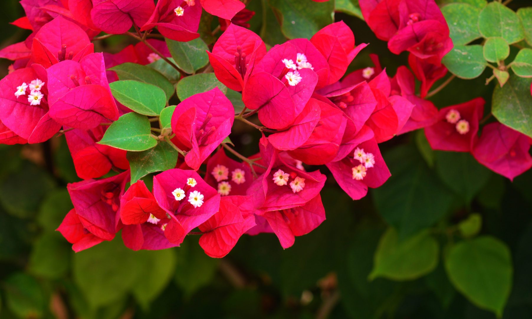 Es regnet Bougainvillas