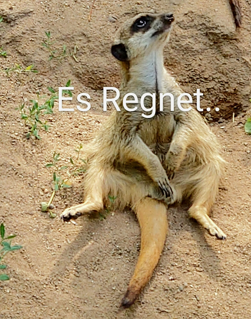 Es regnet…