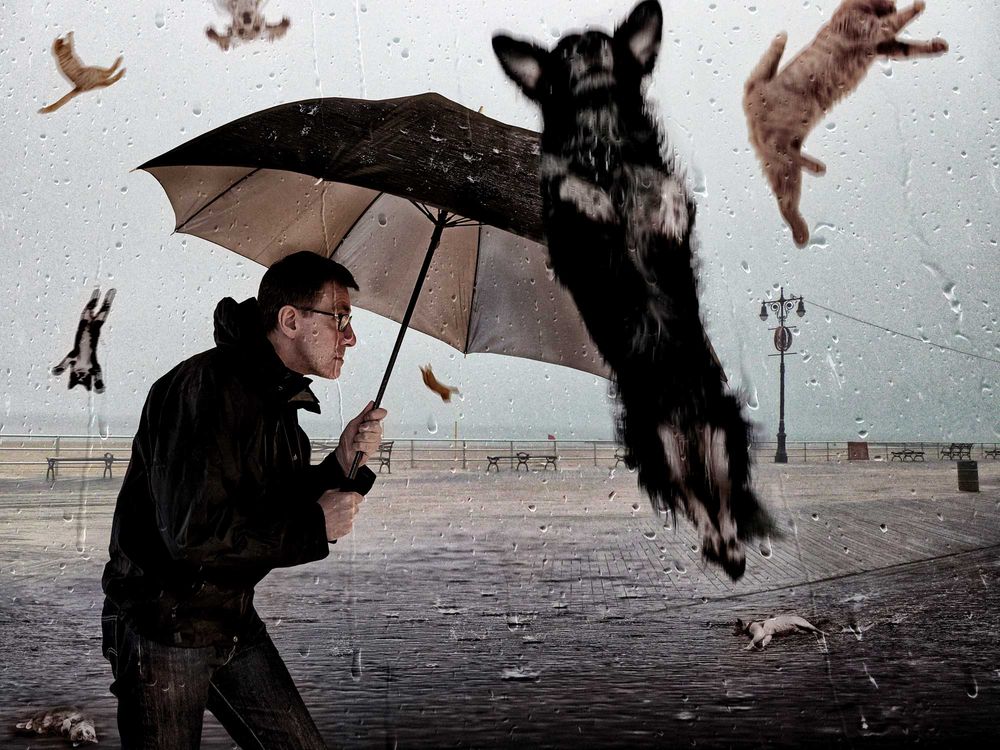 Es Hunde und Katzen Foto & Bild fotomontage, composing , hunde
