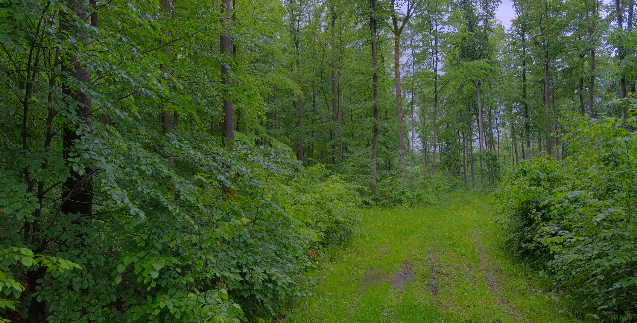 es regnet in Strömen, welch ein Glück (llueve en cántaros, ¡qué suerte!)