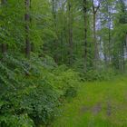 es regnet in Strömen, welch ein Glück (llueve en cántaros, ¡qué suerte!)