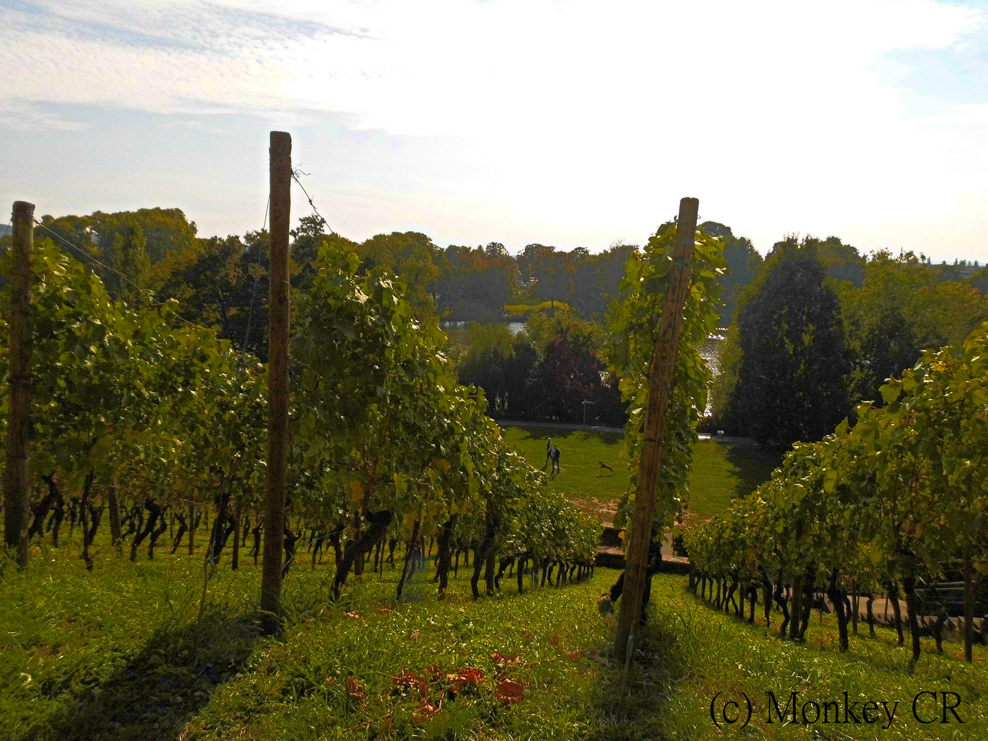 Es reift der Wein