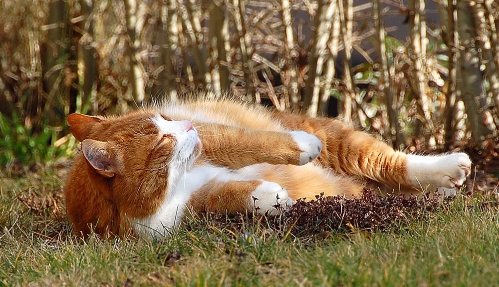 es richt nach Frühling...