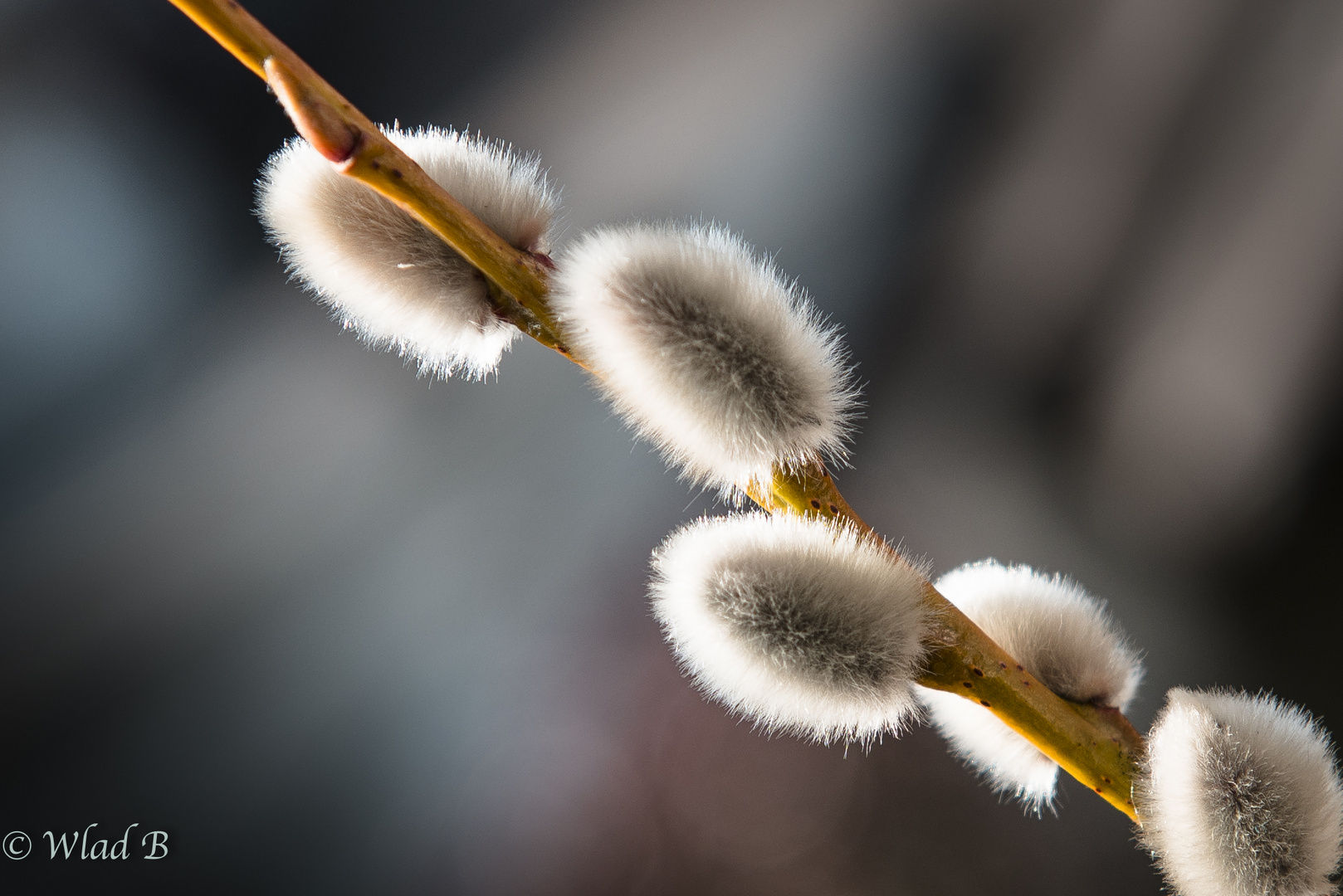 Es richt nach Frühling