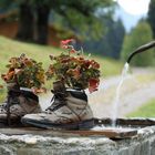 Es riecht nach Blumen aus dem Schuh