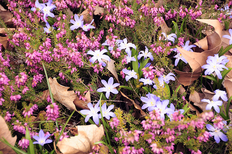 Es riecht nach Frühling.