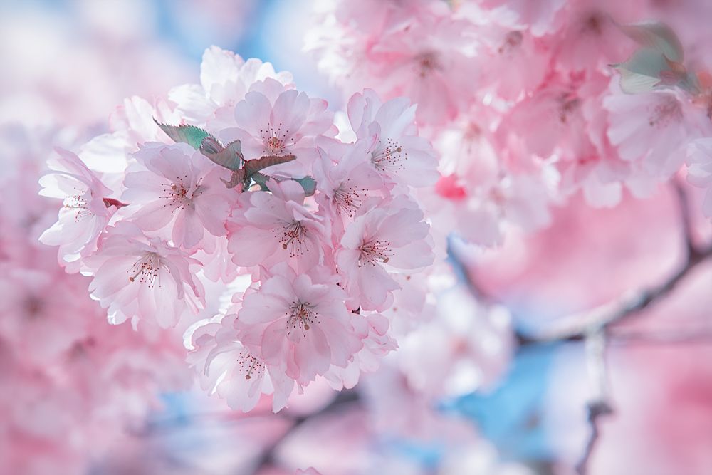 ... es riecht nach Frühling!