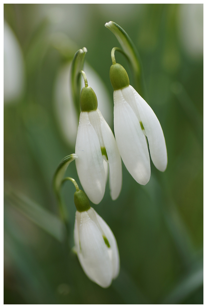 Es riecht nach Frühling