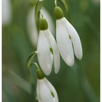 Es riecht nach Frühling