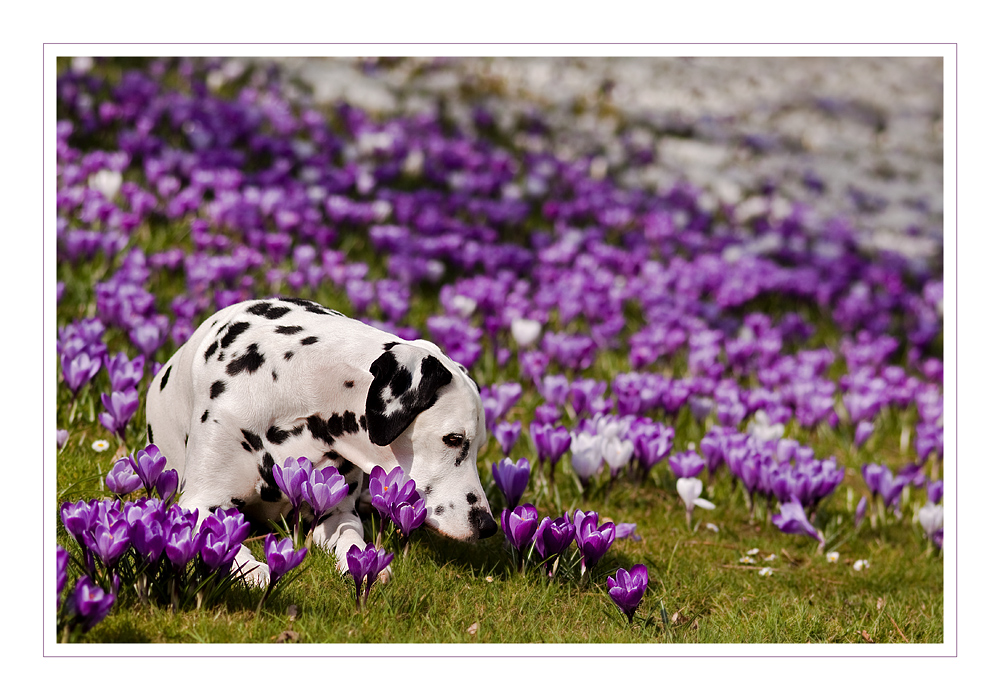 Es riecht nach Frühling