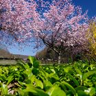 Es riecht nach Frühling