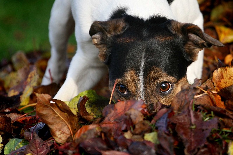 Es riecht nach Herbst