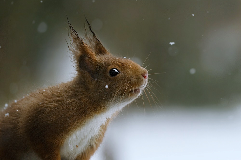 Es riecht nach Schnee