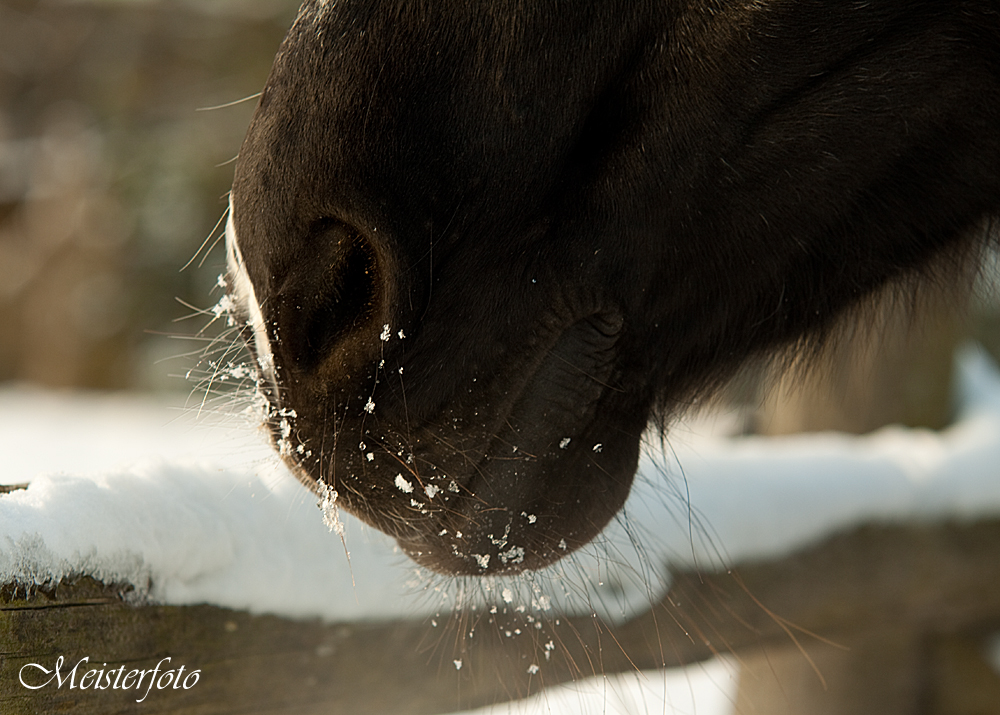 es riecht nach Winter !