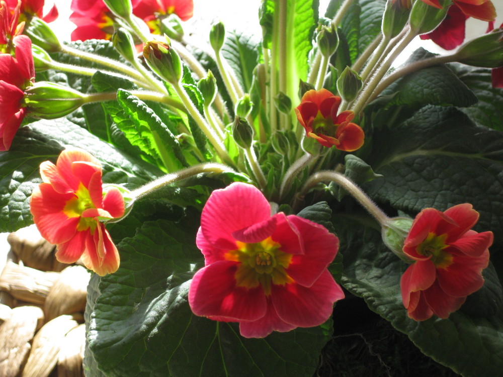 Es riecht schon ein bißchen nach Frühling