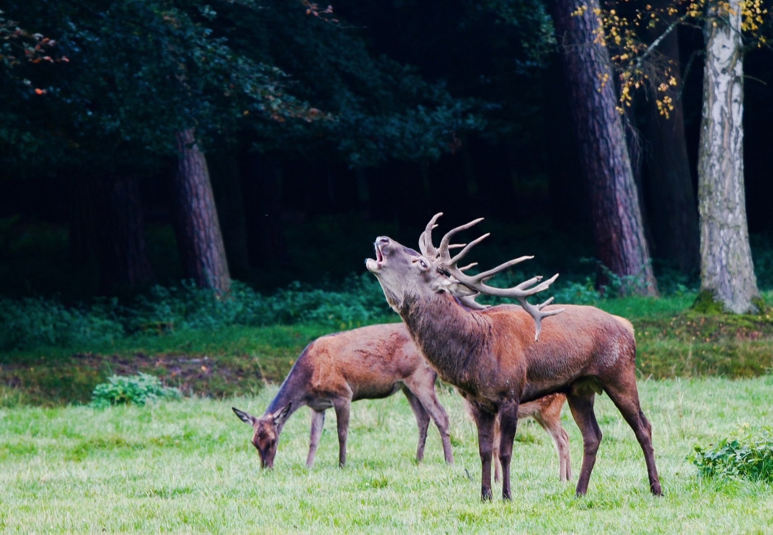 Es röhrt der Hirsch