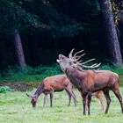 Es röhrt der Hirsch