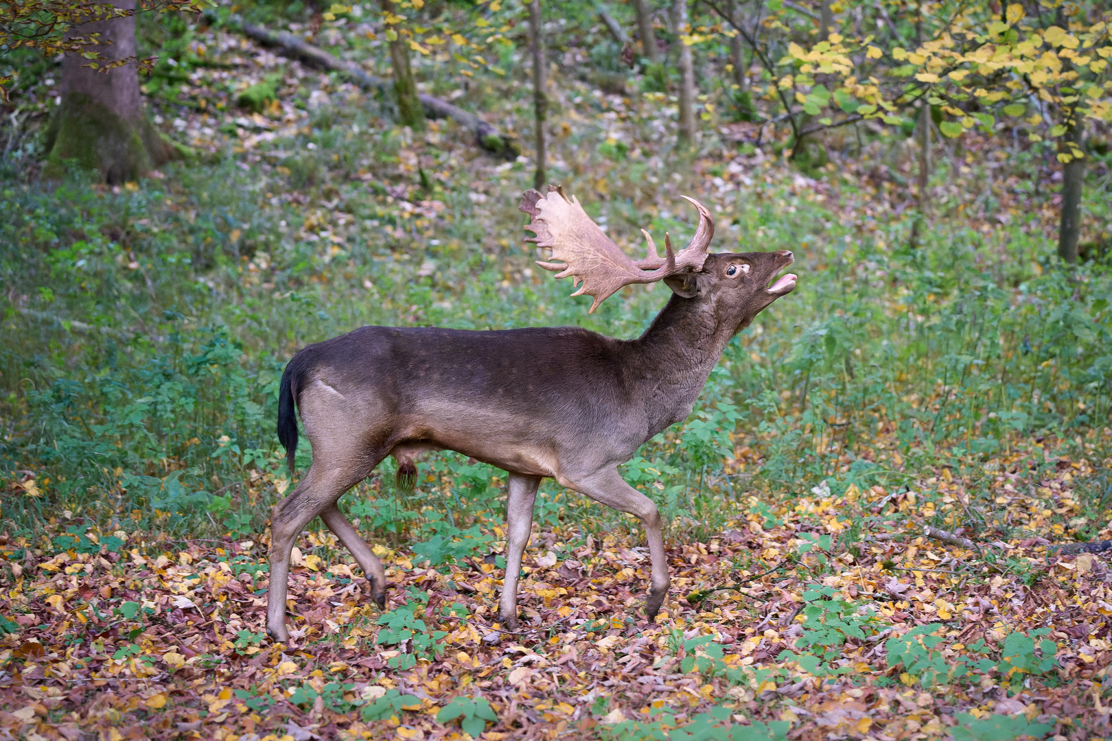 Es röhrt im Herbstwald