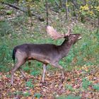 Es röhrt im Herbstwald