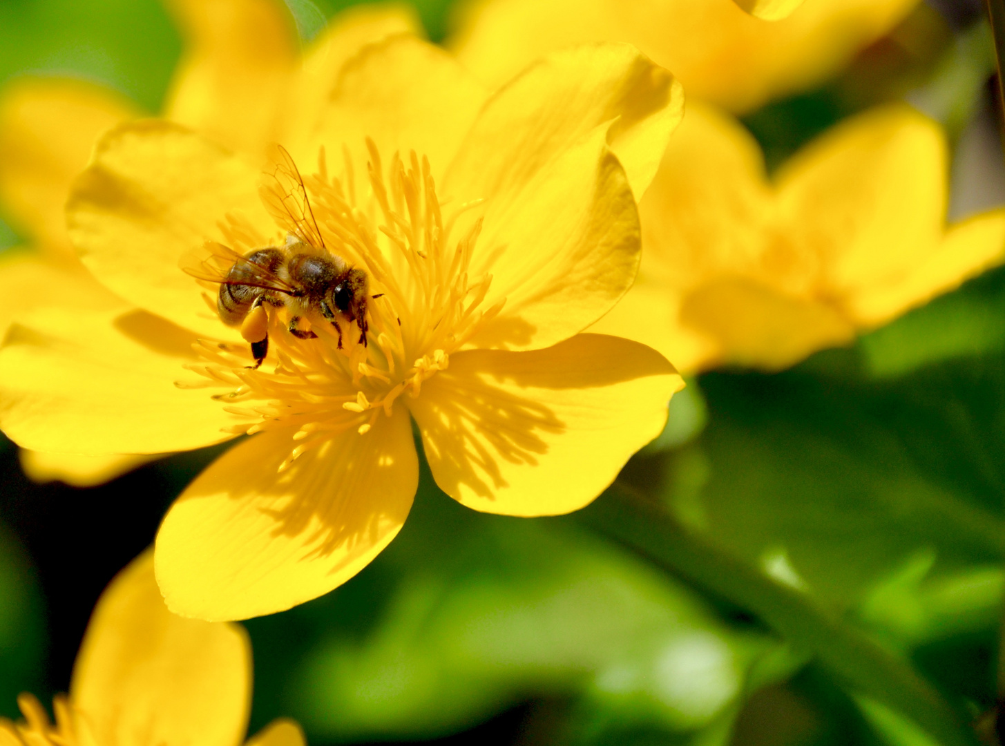 Es rührt sich was im Garten