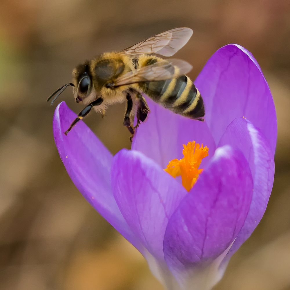 es sah nach Frühling aus Foto & Bild tiere, wildlife, insekten Bilder