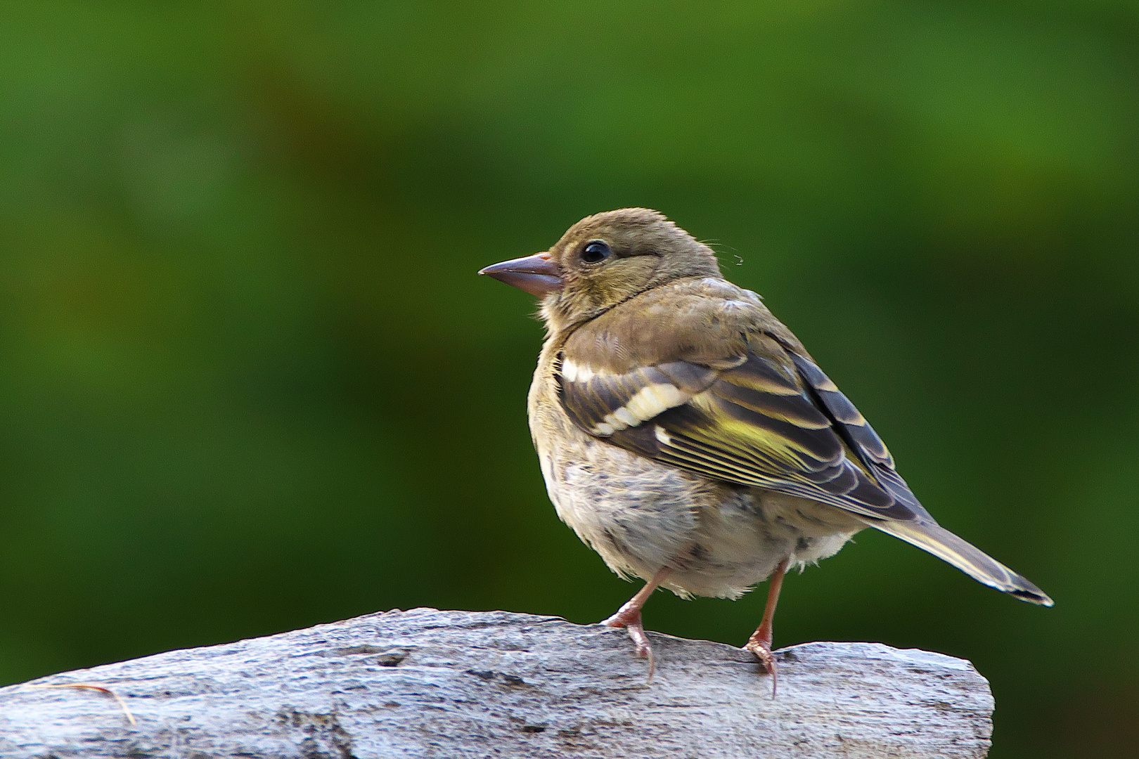 Es saß ein Vogel auf dem Ast Foto & Bild | tiere, wildlife, wild