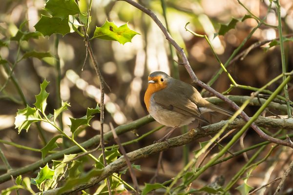 Es saß singend vergnügt am Wegesrand 1