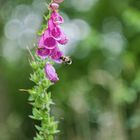 Es schaut die Hummel in den Fingerhutblütentunnel :-)