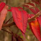 es scheint der Herbst kommt