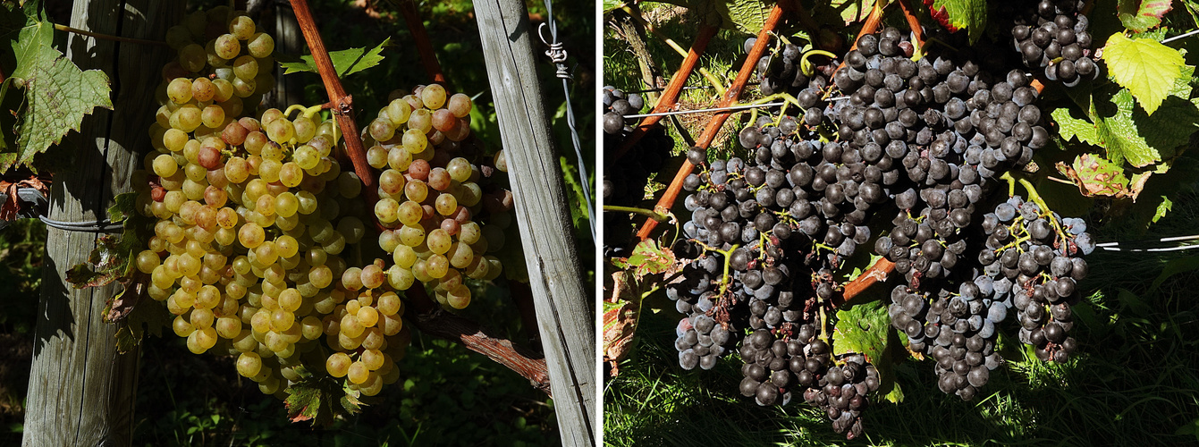 es scheint gute Ernte und guter Wein zu geben