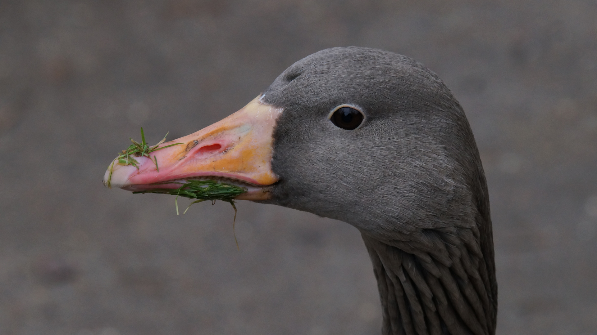 es scheint zu schmecken