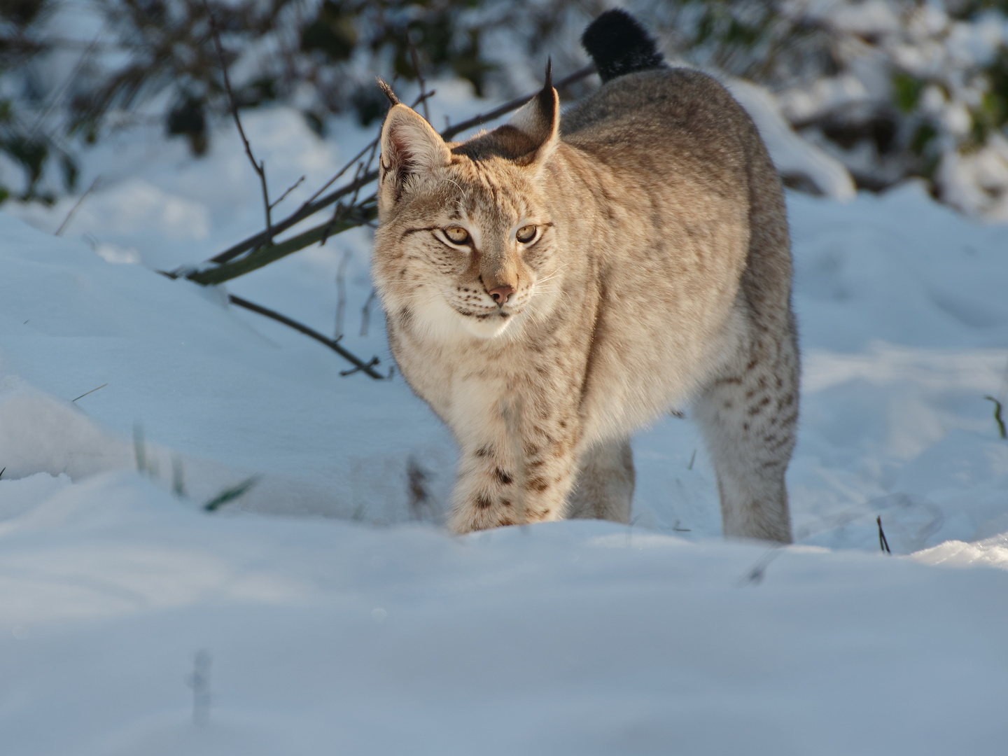 Es schlufft der Luchs